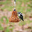 Flaming Hot Feast Seed Bell