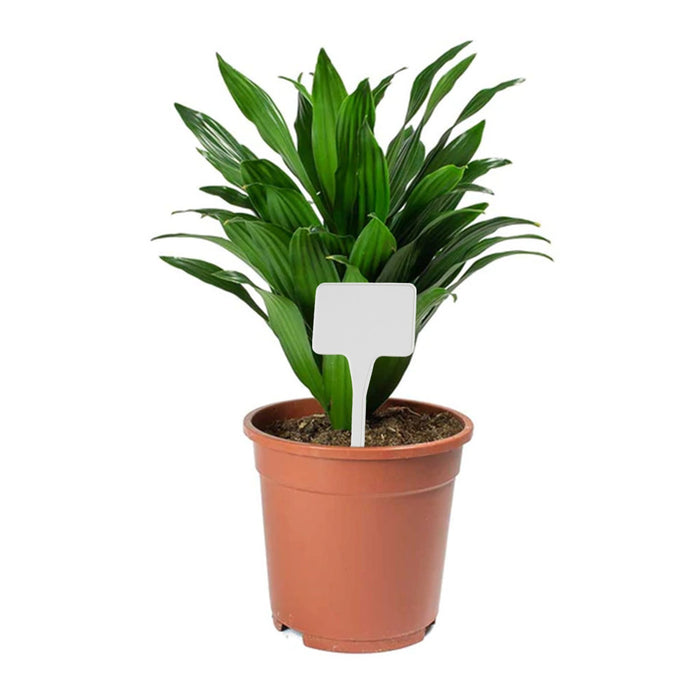Plastic White T-Stakes, 5.5" H - Qty. 10