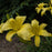 Daylily, Hyperion Daylily