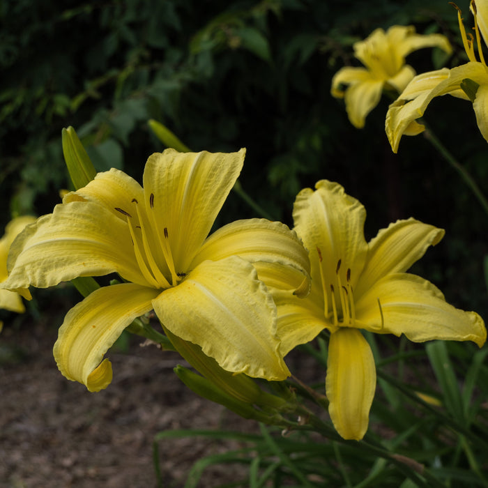 Daylily, Hyperion Daylily