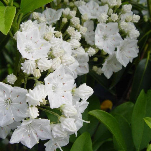 Mountain Laurel, Snowdrift Mountain Laurel
