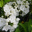 Mountain Laurel, Snowdrift Mountain Laurel