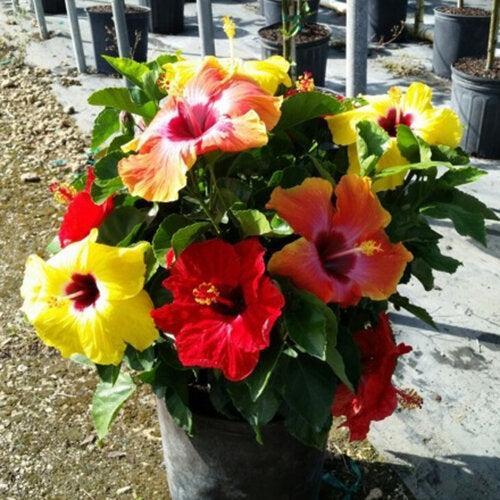Hibiscus, Hollywood™ Bloom Bash® Tropical Hibiscus