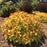 Spirea, Double Play® Candy Corn® Spirea