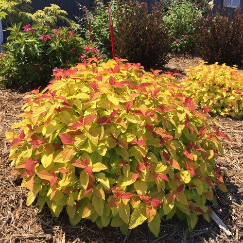 Spirea, Double Play® Candy Corn® Spirea