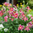 Lily, Stargazer Oriental Lily