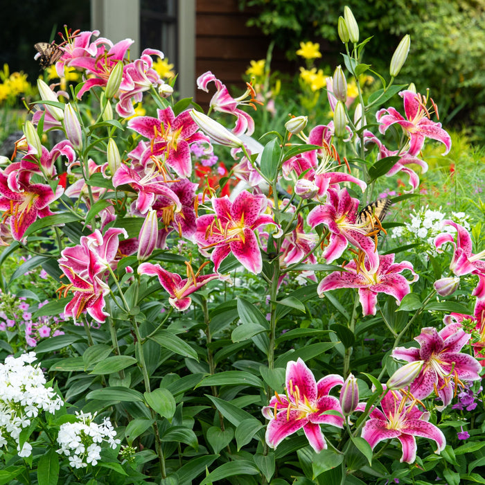 Lily, Stargazer Oriental Lily