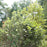 Fothergilla, Mount Airy Fothergilla