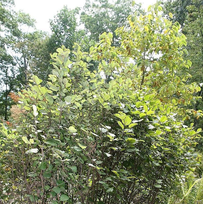 Fothergilla, Mount Airy Fothergilla