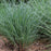 Grass, Twilight Zone Little Bluestem
