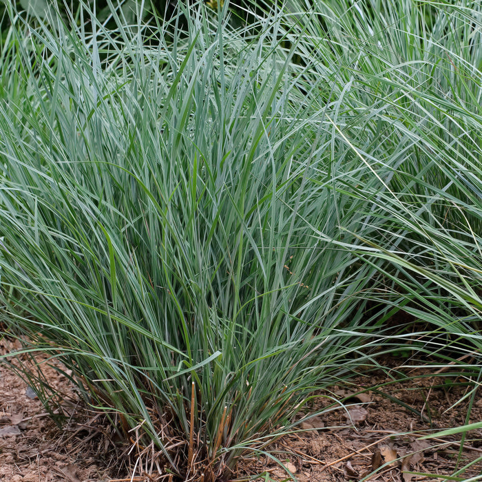 Grass, Twilight Zone Little Bluestem