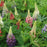 Lupine, Russell Hybrids Mix Lupine