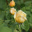 Rose, Charlotte Rose