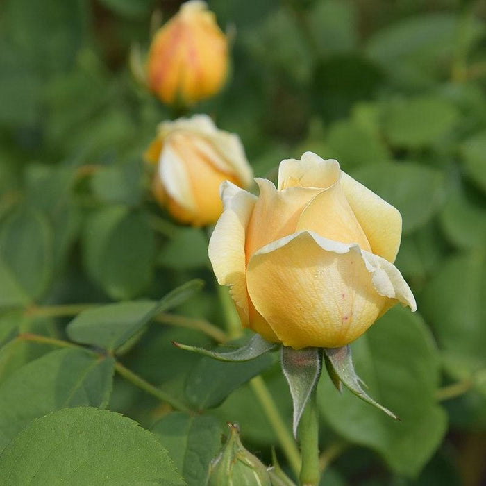 Rose, Charlotte Rose