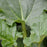 Rhubarb, Victoria Rhubarb