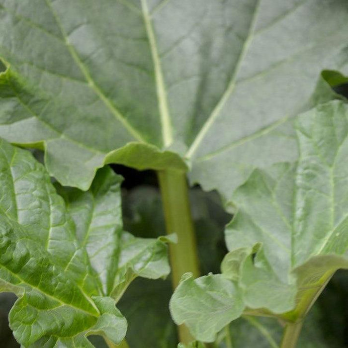 Rhubarb, Victoria Rhubarb