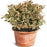 Weigela florida 'Verweig'  - My Monet® Weigela