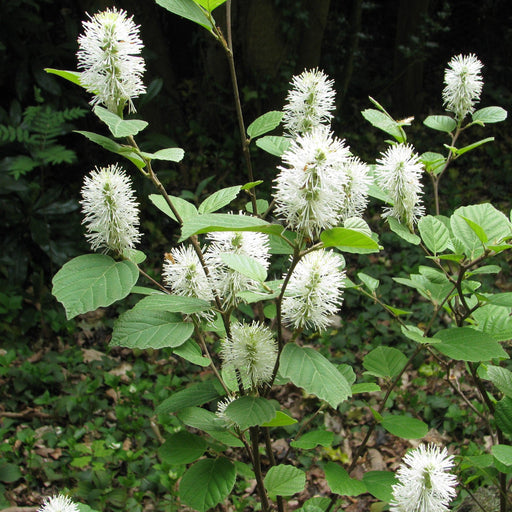 Fothergilla, Mountain Witch-Alder, Tall Fothergilla