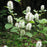 Fothergilla, Mountain Witch-Alder, Tall Fothergilla