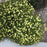 Tickseed, Moonbeam Threadleaf Coreopsis