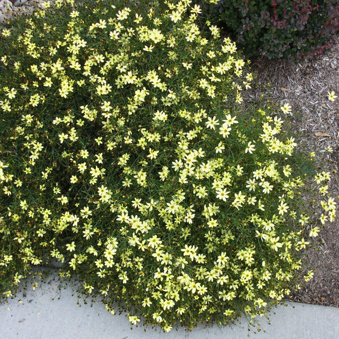 Tickseed, Moonbeam Threadleaf Coreopsis