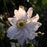 Anemone, Whirlwind Anemone