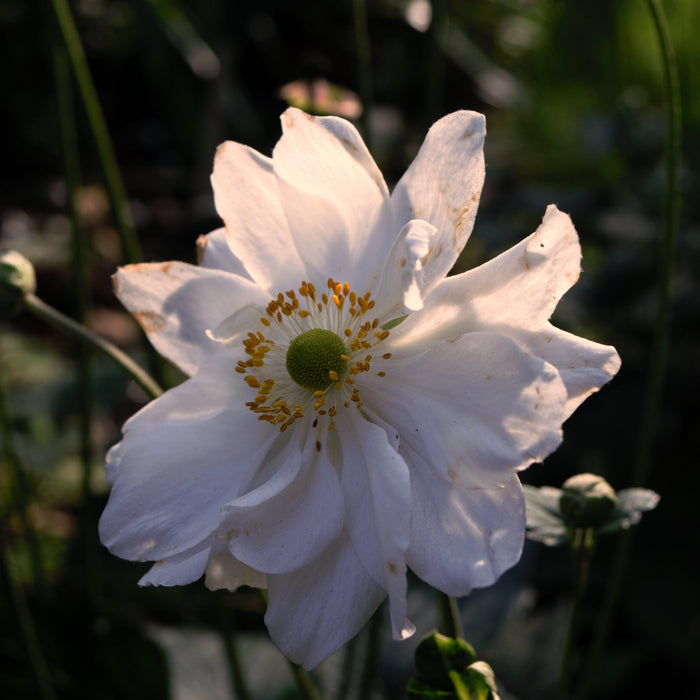 Anemone, Whirlwind Anemone