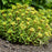 Sedum, PW® Rock 'N Round® Bright Idea Stonecrop