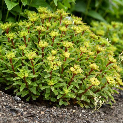 Sedum, PW® Rock 'N Round® Bright Idea Stonecrop