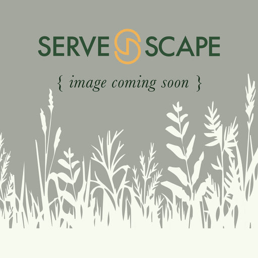 Euphorbia 'Urge to Splurge'  - PW® Urge to Splurge Euphorbia
