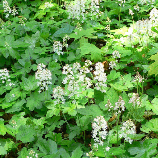Foamflower