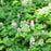 Foamflower