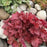 Coral Bells, Northern Exposure™ Red Heuchera
