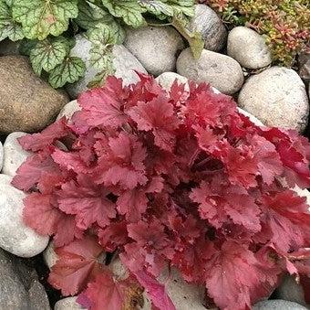 Coral Bells, Northern Exposure™ Red Heuchera
