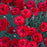Dianthus, Fruit Punch® Maraschino Dianthus