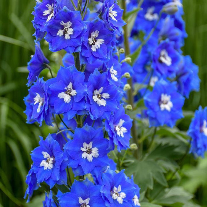 Delphinium, Cobalt Dreams Delphinium