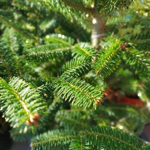 Fir, Balsam Fir