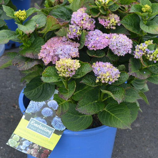 Hydrangea, Everlasting® Revolution Hydrangea