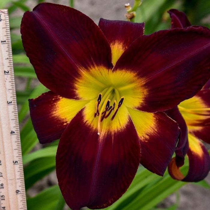 Daylily, Rainbow Rhythm® Persian Ruby Daylily