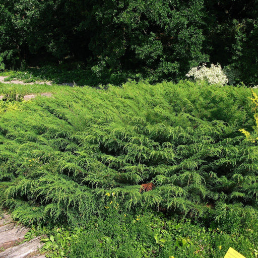 Cypress, Siberian Cypress, Russian Arborvitae