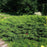 Cypress, Siberian Cypress, Russian Arborvitae