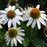 Coneflower, PowWow® White Echinacea