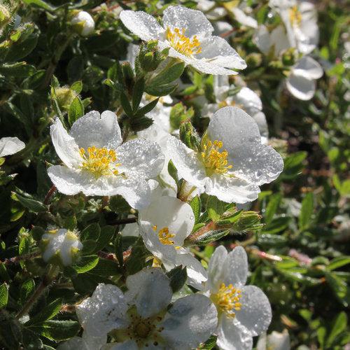 Cinquefoil, Happy Face® White Potentilla