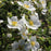 Cinquefoil, Happy Face® White Potentilla
