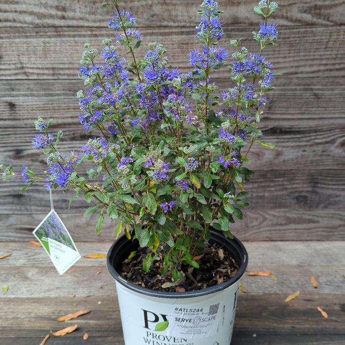 Bluebeard, Beyond Midnight® Bluebeard