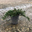 Juniper, Blue Rug Juniper
