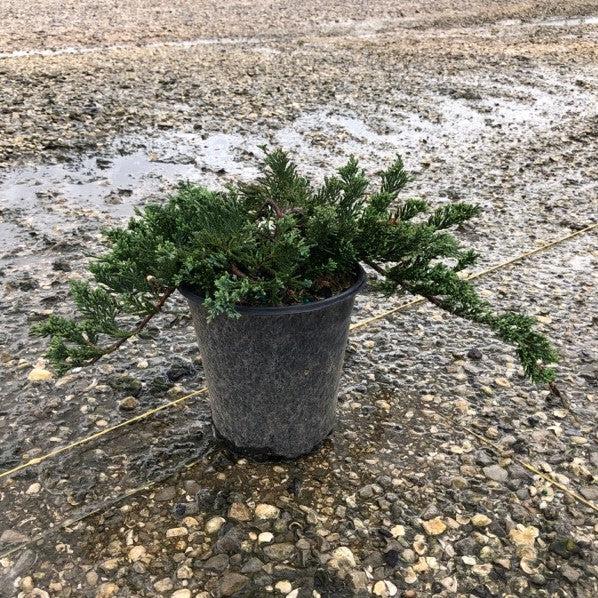 Juniper, Blue Rug Juniper