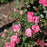 Rose, Pink Knock Out® Rose