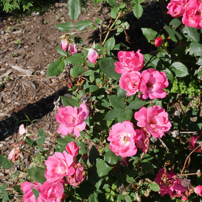 Rose, Pink Knock Out® Rose