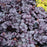 Coral Bells, CITY™ Shanghai Heuchera